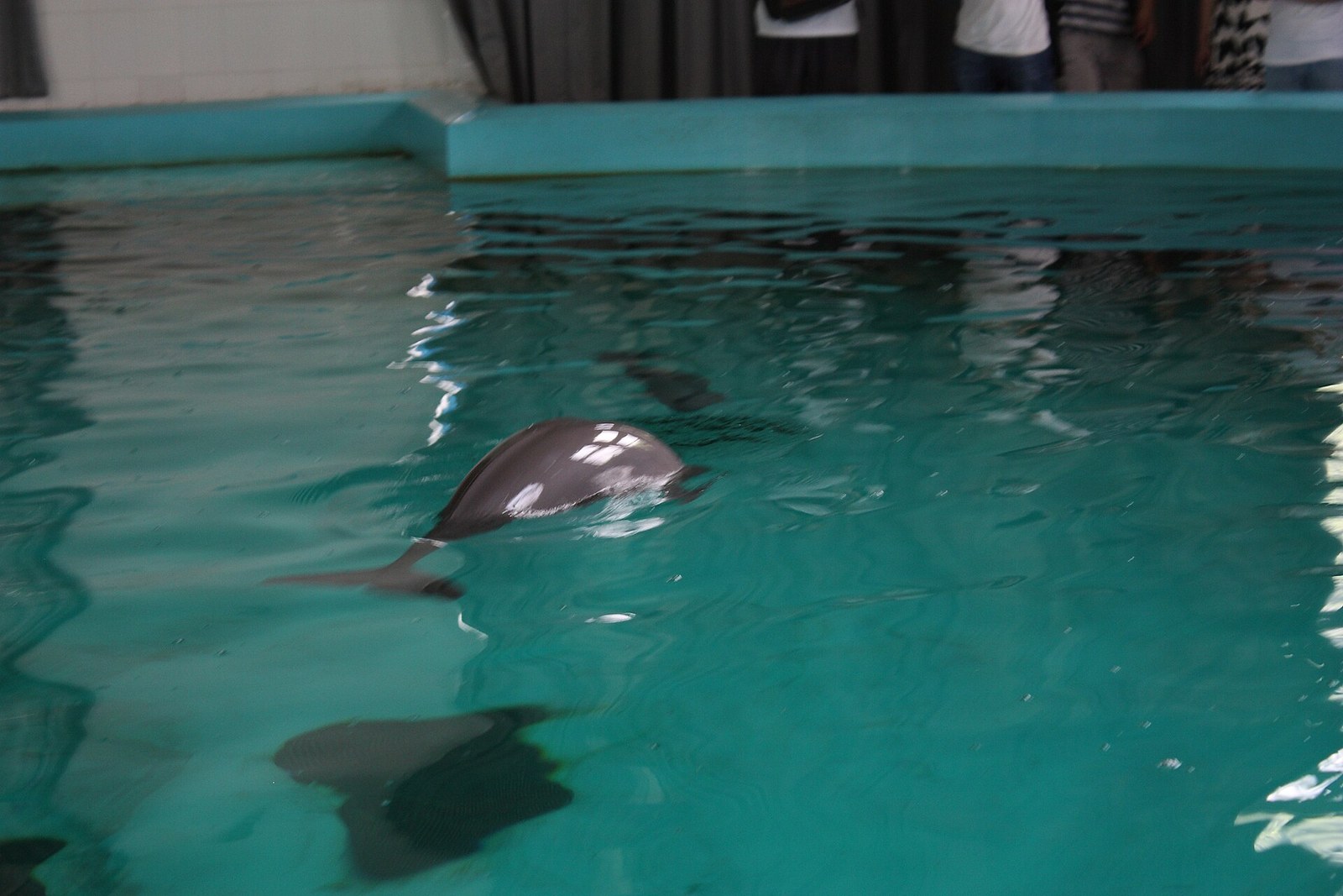 A Yangtze finless porpoise surfacing in a turquoise concrete tank at the Institute of Hydrobiology in Wuhan, showing its rounded beakless head, upturned mouth line and the low ridge where a dolphin would have a dorsal fin