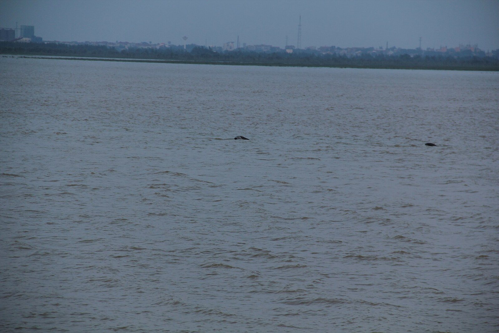Finless Porpoises in Nanchang's Gan River