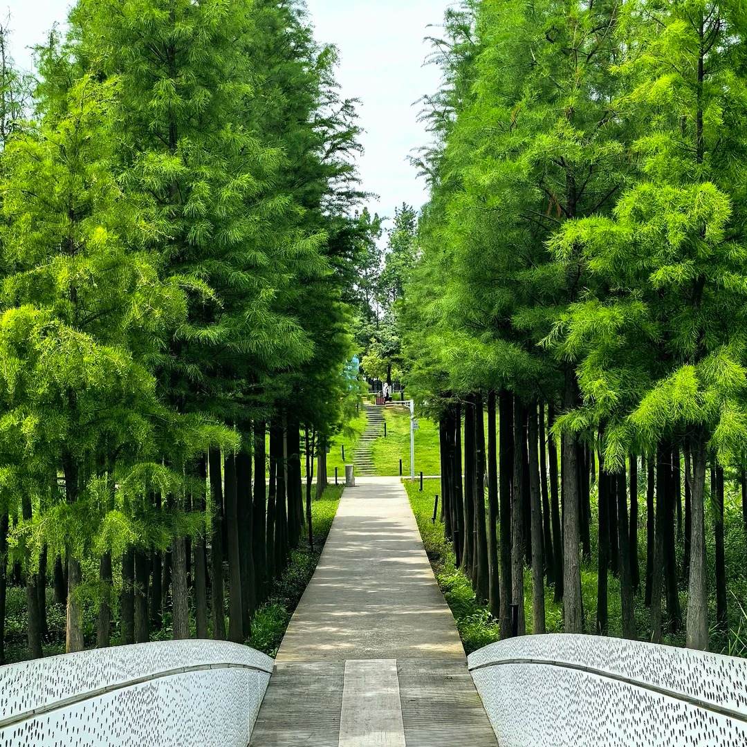 A path runs between two dense rows of tall bright-green bald cypress at Fish Tail Park, Nanchang, seen from a white perforated footbridge, with steps and a small pavilion in the distance