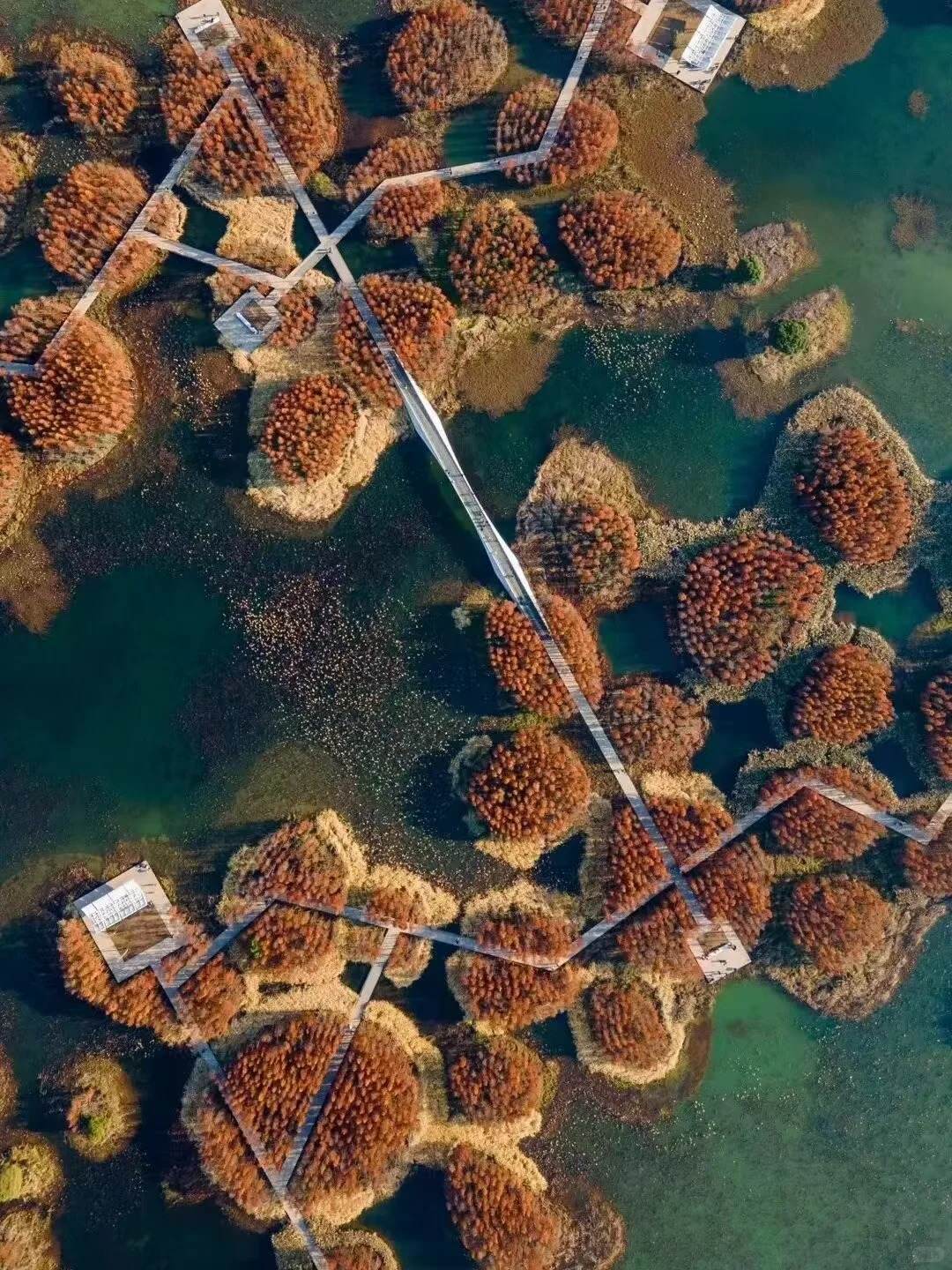Top-down aerial of Fish Tail Park in early winter: clumps of russet-red cypress on green water, threaded by zig-zag timber boardwalks and small viewing decks