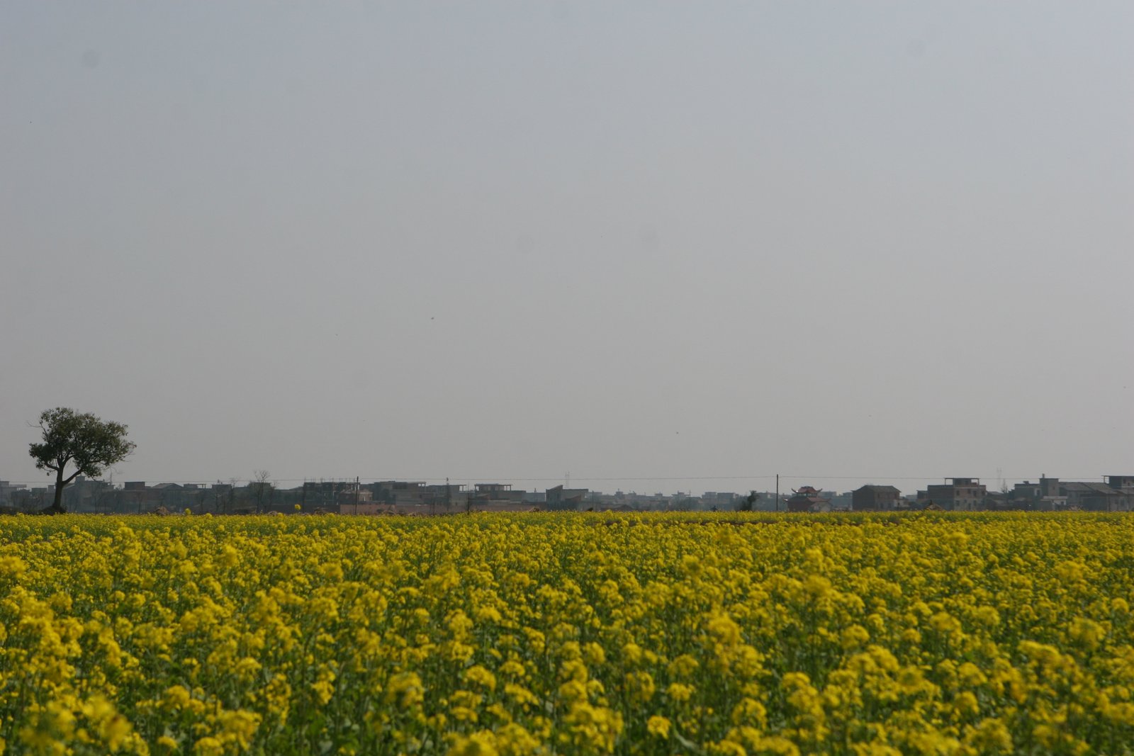 A wide field of golden rapeseed flowers with a lone tree and a distant village in the Jiangxi countryside near Nanchang