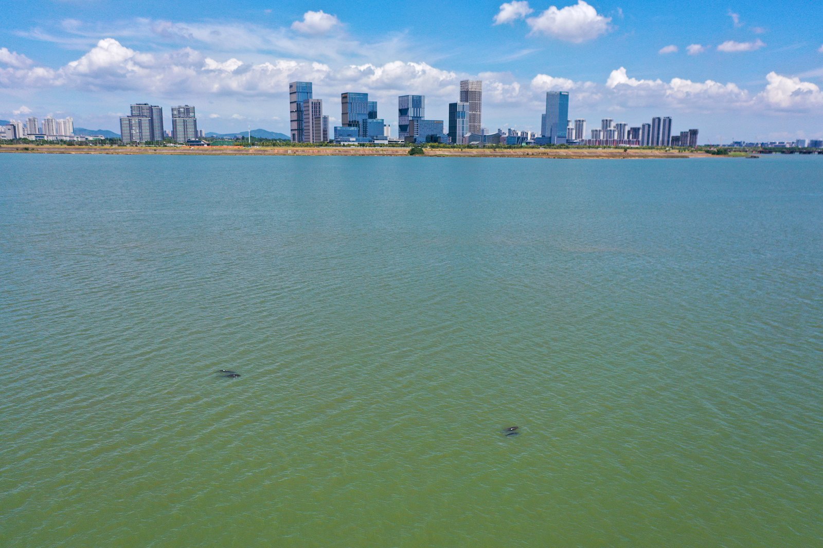 Aerial view of two Yangtze finless porpoises surfacing as small dark curves in the green water of the Gan River at Nanchang, with a grassy levee and a skyline of high-rise towers along the far bank under a blue sky with cumulus cloud