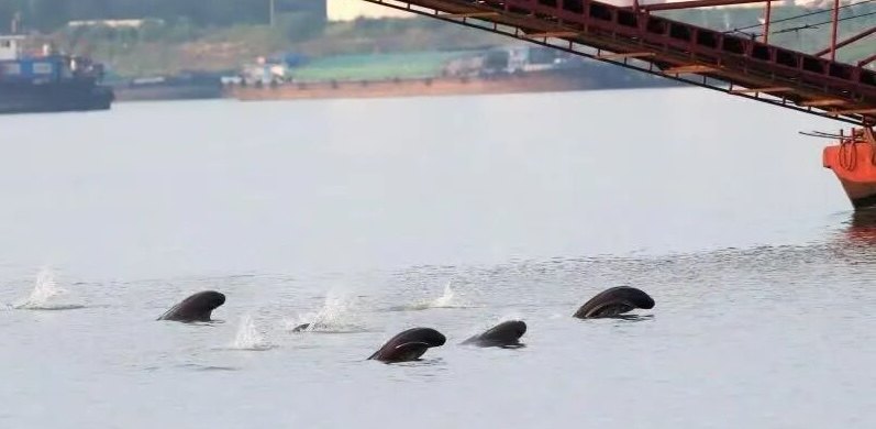 Four or five Yangtze finless porpoises breaking the surface together in a line on the Gan River at Nanchang, their dark backs and the splash clearly visible, with moored barges and the red steel of a loading gantry behind them
