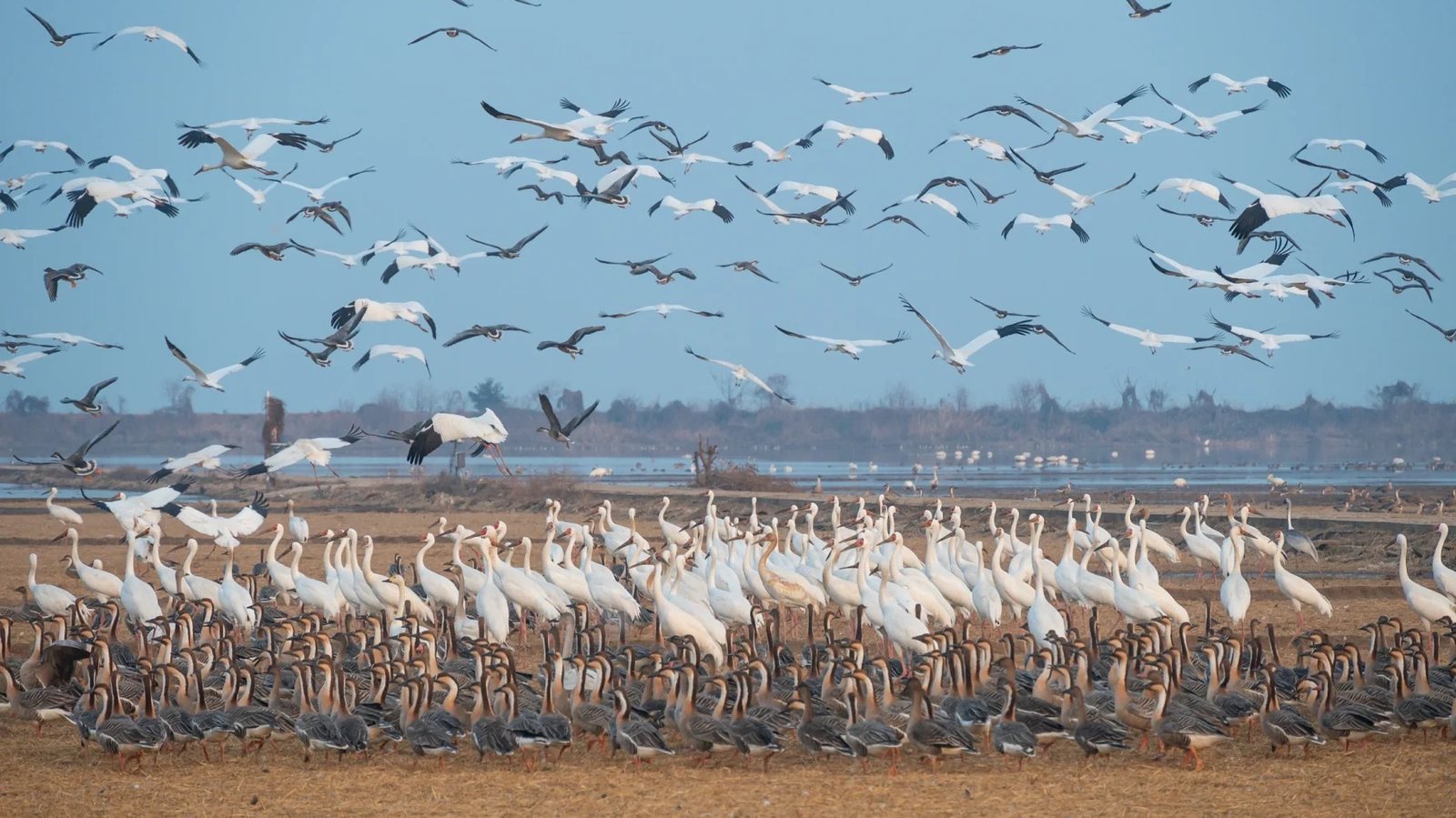 Poyang Lake Nature Reserve: See the Cranes