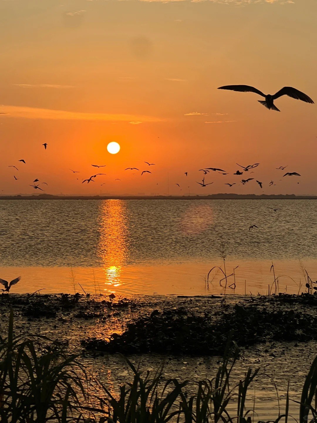 A low sun over Poyang Lake in the warm season, its reflection running across high water, with a scatter of birds in silhouette against an orange sky and green reeds in the foreground.