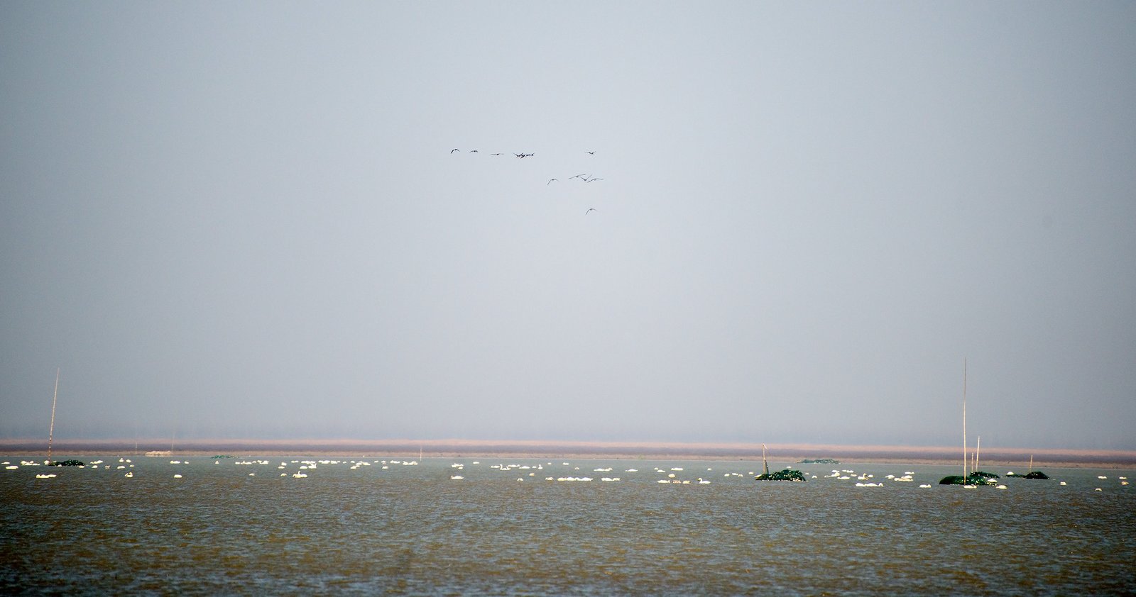 White migratory birds scattered across the misty shallows of Poyang Lake in winter, with a small flock in flight