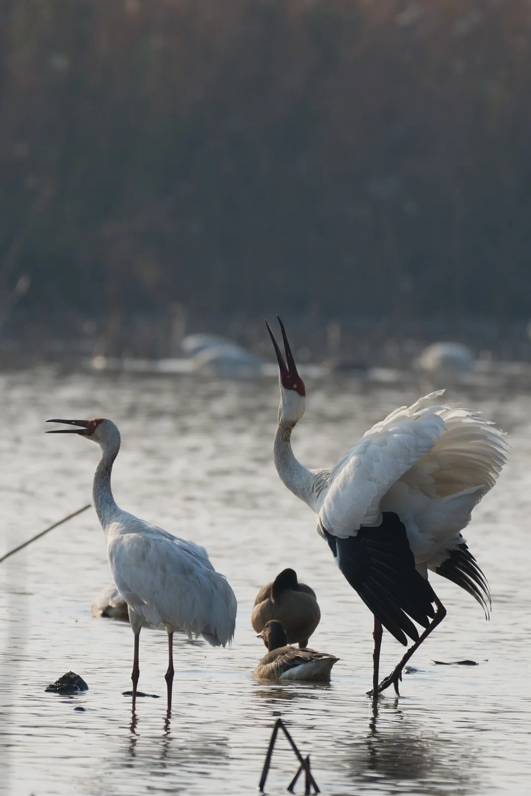 Two Siberian cranes standing in shallow water with their heads thrown back and bills open, calling. Their bare crimson face masks are bright, and one bird has raised its white wings to show the black primary feathers beneath. Two geese rest on the water between them.